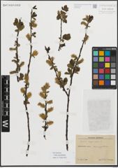 Foto von Salix myrsinifolia Salisb.